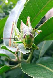 Check spelling or type a new query. Grasshopper Eating Mango Leaves Steemit