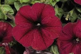 Petunia Madness Burgundy Ball Horticultural Co Petunias Plant Leaves Container Plants
