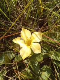 Image result for Grona setigera