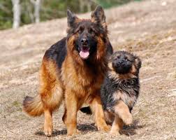Flows eastward to become a tributary of the missouri river. Home Vertrauen German Shepherds