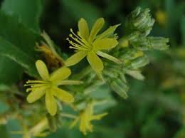 Image result for Triumfetta digitata