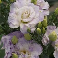 Image result for eustoma flamenco