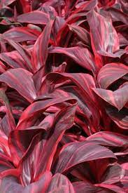 Colors Of Cordyline Cordyline Pink Champion There Are Many Many Cultivars Ranging In Color From Bright Fuschias Oran Shade Garden Plants Ti Plant Plants