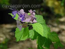 Image result for Karomia tettensis