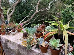 We did not find results for: It S So Peaceful In My Little Garden In The Bush Of New Zealand Succulents