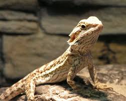 Pogona vitticeps - Agama vousatá - 990,-Kč : Testudo 2