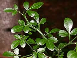 Image result for Citrus trifoliata