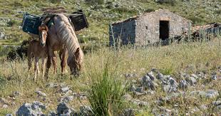 Jazzi, un concorso di idee per trasformare le ex dimore degli animali ...
