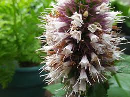 Image result for Hypselodelphys