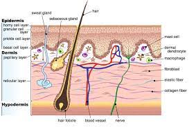 Adult Human Skin Is A Layered Organ Consisting Of An Epidermis And A Download Scientific Diagram
