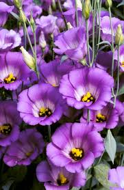 Image result for eustoma flamenco