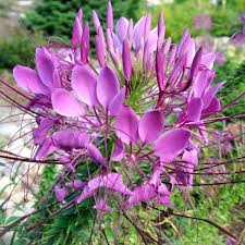 Image result for Cleome spinosa