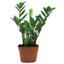 It can also thrive in low light and remove toxins from the air. 14 Best Office Plants Easy Plants To Keep On Your Desk Apartment Therapy
