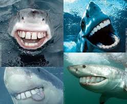 Sharks Would Be Less Scary If They Looked Like This Sharks Funny Sharks With Human Teeth Happy Shark