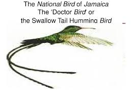 Check spelling or type a new query. Ppt The Jamaican Flag Powerpoint Presentation Free Download Id 5546974