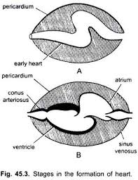 Find the organ just behind and below the gills. Circulatory System In Vertebrates With Diagram Chordata Zoology