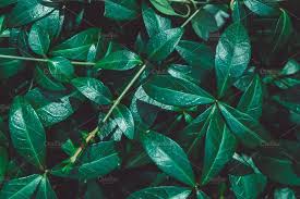 Dark green forest aesthetic wallpaper, dark green aesthetic tumblr, road, dark, forest wallpapers hd / desktop and mobile, aesthetic laptop forest wallpapers wallpaper cave, 5 wallpapers that will look perfect on your iphone #16. Green Leaves Background Green Leaf Background Leaf Background Green Aesthetic