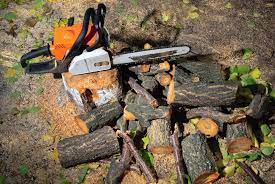 Best Stump Removal Companies Tree Business Stump Removal Tree Roots Tree Removal Service