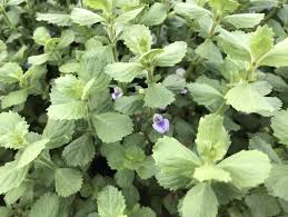 Image result for Hygrophila spiciformis
