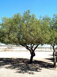 It may require regularly scheduled light top. Virginia Tech Dendrology Fact Sheet