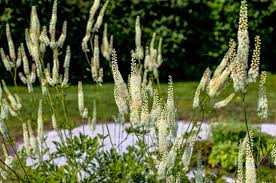 Image result for Acalypha racemosa