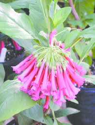 Image result for Iochroma