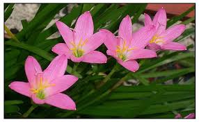 Pin On Fall Planting Season 2019 Ideas