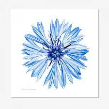 Cornflower Anna Mason S Online Shop Modern Botanical Art Botanical Art Flower Painting Watercolor Flowers