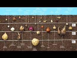 The size of the bulb will matter. Planting Bulbs In Autumn Youtube