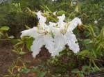 Image result for Bauhinia macrantha