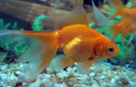 Nombre Carassius Auratus Tamano 20 30 Cm Comportamiento Tranquilos Sociables Precio 10 12 92 Venta De Peces Venta De Acuarios Peces De Agua Dulce