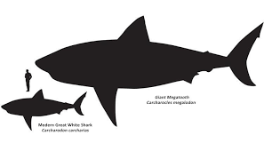 How Big Are Great White Sharks Smithsonian Ocean