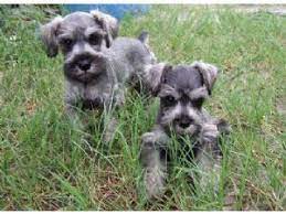 We did not find results for: Miniature Schnauzer Puppies For Sale