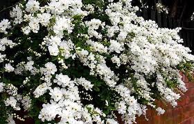 When the tiny bunches of white blooms drip profusely from 'bridal wreath' spirea, it conjures up pleasant images of wedding finery. 10 Best Spring Flowering Shrubs In Pictures