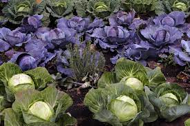 So sind die pflanzen vor dem nachtfrost im märz noch ausreichend geschützt. Aussaat Pflanzen Im Marz Beispiel Pflanzplan Wurzelwerk