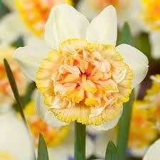 Image Result For Narcissus Petit Four Daffodils Flowers Narcissus