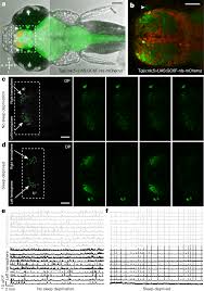 Neural Signatures Of Sleep In Zebrafish Nature