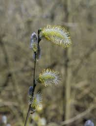 Image result for Goat Willow
