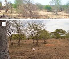 Image result for Kyphocarpa angustifolia