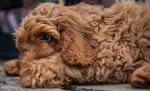 Cockapoo Prices - Buying a Cockapoo — Raffles Cockapoos