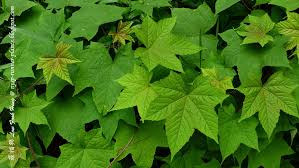 Image result for Lepistemon
