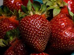 Do strawberries get sweeter as they ripen? Fs097 Growing Strawberries In The Home Garden Rutgers Njaes