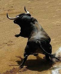 Pin De Maarqus Dulash En Toros Toros Bravos Toros De Lidia Toros