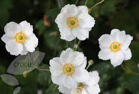 Anemone Hybrida Honorine Jobert Japanese Anemone Anemone Japanese Anemone Anemone Flower