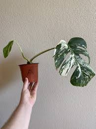 Image result for Selago albomarginata