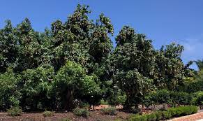 Maybe you would like to learn more about one of these? California Grown Mangos Greg Alder S Yard Posts Southern California Food Gardening