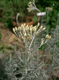 Image result for Helichrysum candolleanum
