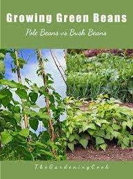 When you see how fast these plants grow you will see that the name. Growing Green Beans Bush Beans Vs Pole Beans