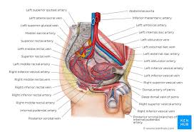 The penis, the male organ of copulation, is partly inside. Male Reproductive System Anatomy And Supply Kenhub