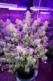 Replacement induction lamp for induction grow light (in400fs/in400ps) customers also viewed these products. Get The Highest Quality Led Grow Lights For Growing Marijuana Growing Marijuana Perfectly